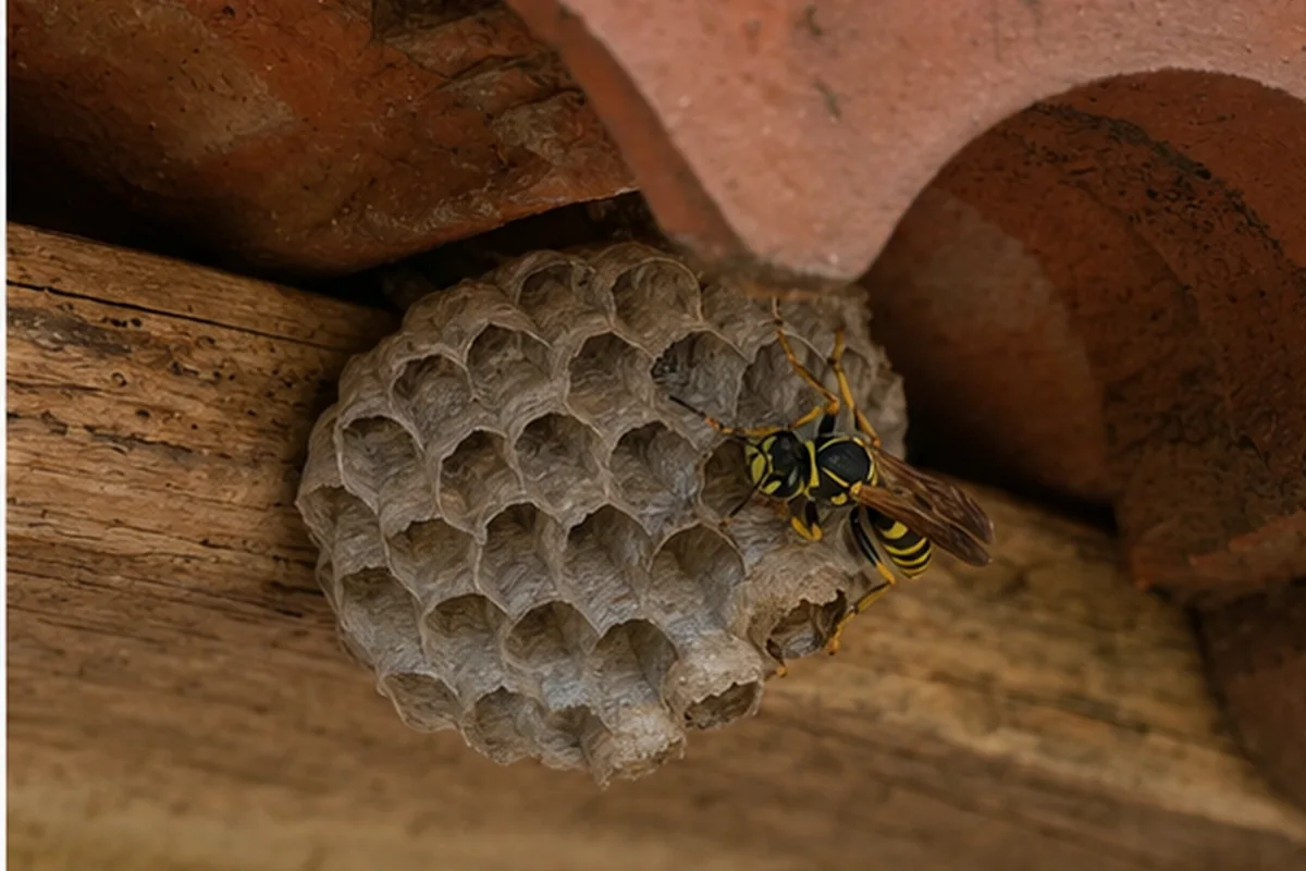 Avispa asiática (velutina): imagen orientativa para su identificación