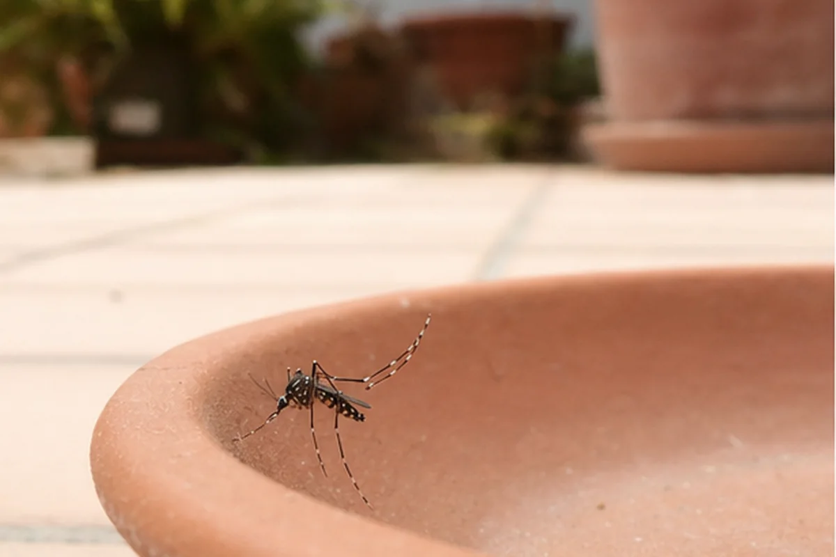 Mosquito tigre: imagen orientativa para su identificación